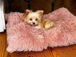 Yorkshire Terrier  golddust white gold dürfen ausziehen