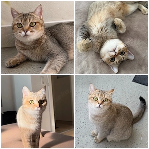 britisch Kurzhaar Katze abzugeben 