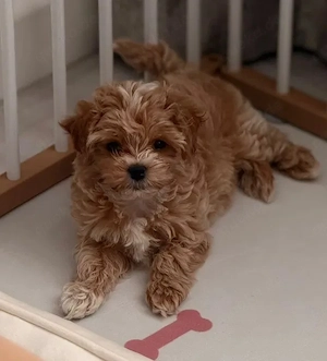 Wunderschöne Maltipoo Welpen suchen ein liebevolles Zuhause