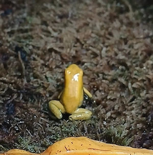 Phyllobates terribilis 