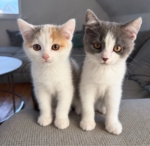 BKH Kitten Tortie Blue-Cream mit getesteten Eltern 