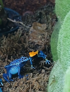 Dendrobates tinctorius azureus 