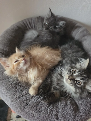 Zauberhafte Main coon Kitten 3 Jungs