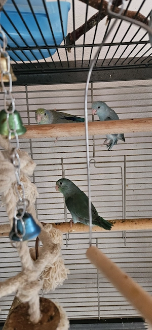 blaugenick-sperlingspapagei 
