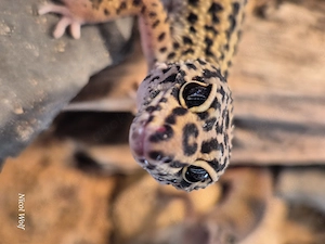 Leopardgeckos zu verkaufen