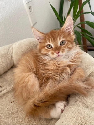 Reinrassiger Maine Coon Kater abgabebereit
