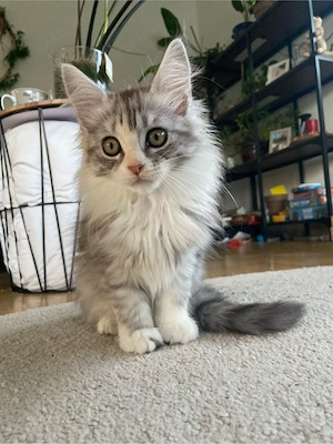 Reinrassige Maine Coon Katze abgabebereit.