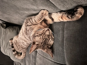 Bengal + BKH Weibchen kastriert