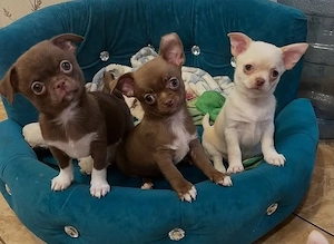 Chihuahua Welpen 