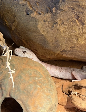 Leopardgecko Weibchen inklusive Terrarium und Zubehör 