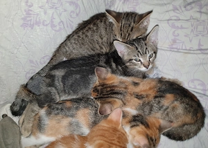 Europäische Kurzhaar Kitten