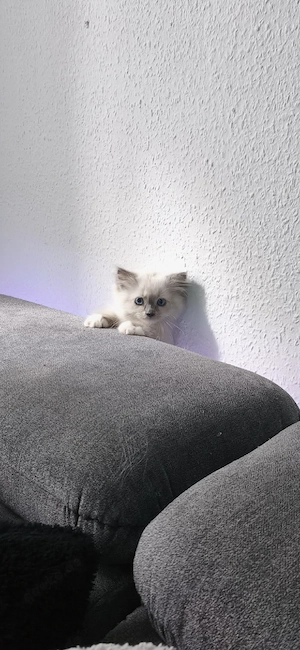 Süßes Ragdoll-Kitten sucht liebevolles Zuhause 