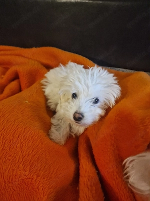 Verfügbare Bichon Malteser