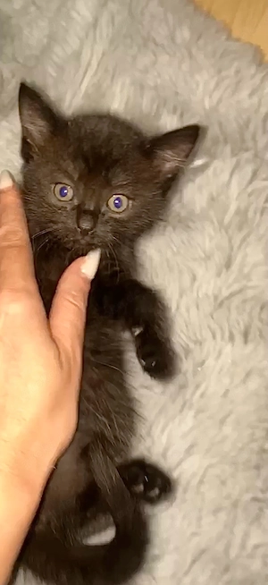 Katzen Baby abzugeben 