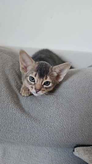 Vier edle reinrassige Abessinierkater in Blau und Ruddy   kleine Persönlichkeiten fürs Leben