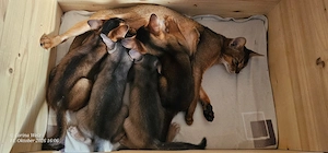 Vier reinrassige Abessinier - Kitten   unsere süßen Mini-Pumas suchen ihr Für-immer-Zuhause!