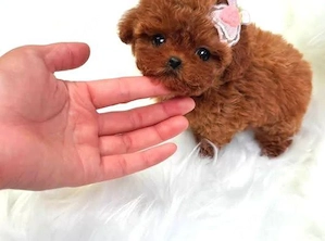 Teacup-Pudel-Welpen abzugeben.