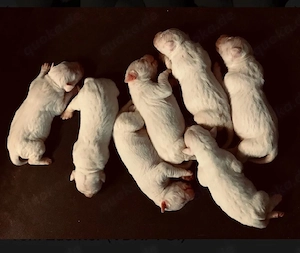 dogo Argentino Welpen 