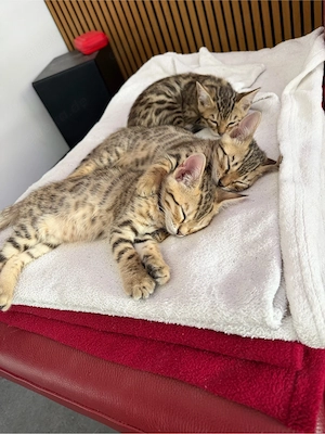 Süße Bengalkitten sofort abgabebereit