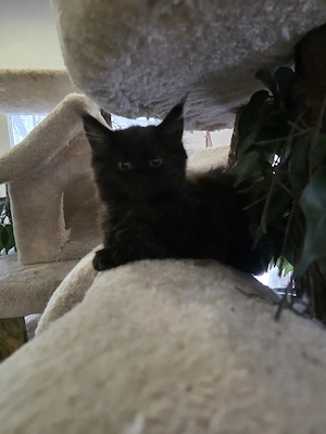 Reinrassige Maine Coon Kitten 5 Mädchen in schwarz, smoke, 