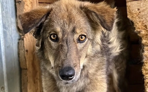 Sanfter, wolfsgrauer Mister Grey sucht geduldiges Zuhause
