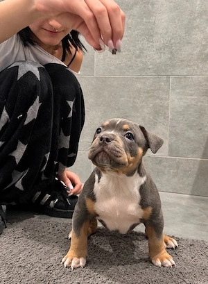 American Bully Bild 2