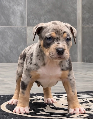 American Bully Bild 1