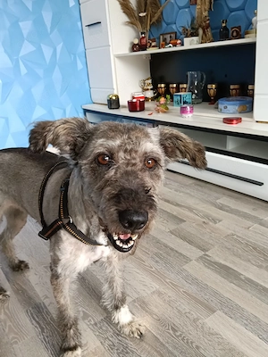 Daisy sucht ein Zuhause!