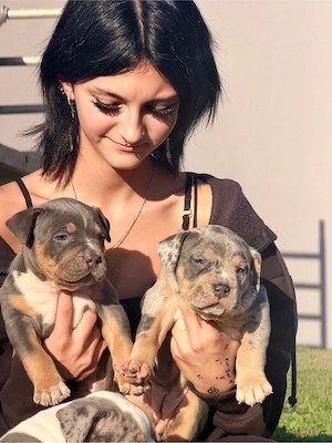 American Bully Bild 10