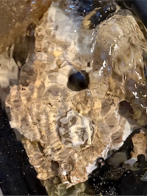 Meerwasser Gestein abzugeben