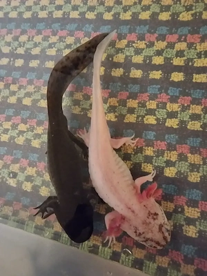 AXOLOTL 18 bis 20 cm