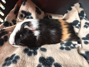 Männchen,  sehr süße Meerschweinchen Babys 