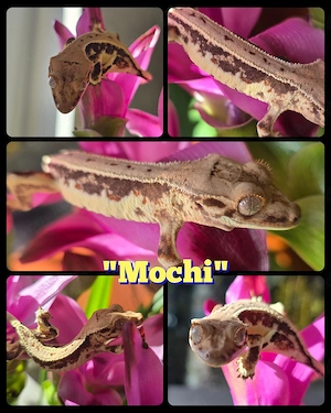 0.0.1 Correlophus ciliatus Kronengecko