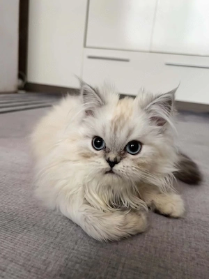 Wunderschöner, flauschiger Kater, 5 Monate alt - 500  