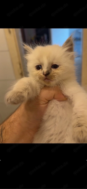 Heilige birma kitten 12 wochen alt dürfen ausziehen 