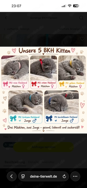 Sehr Edle reinrassige BKH-Kitten in wunderschönen Blue und Blue-Creme Farben