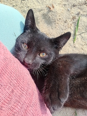 Junger Kater zu verkaufen 