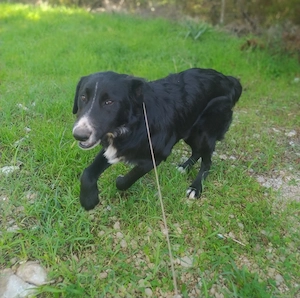 Border Collie Mix Rüden 8Mon Ausreise nach Adoption 