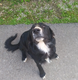 Border Collie Sohn 8 Mon 20 kg SUPERLIEB