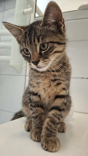 Katzenbabys zu vermitteln