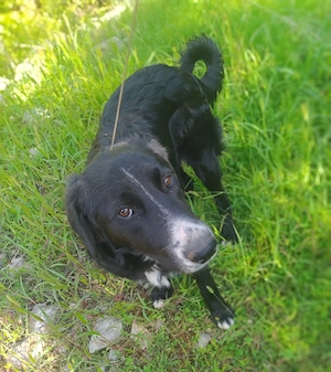 Border Collie Sohn 8 Mon 20 kg SUPERLIEB in Kroatien 
