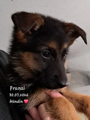  Franzi   kleine Schäferhund-Dame sucht ein liebevolles Zuhause 