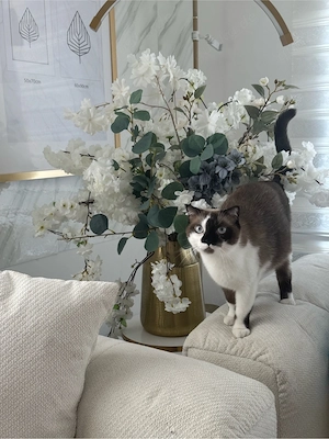 lulu sucht ein zuhause 