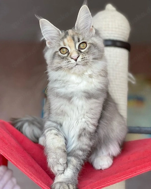 Maine-Coon-Kätzchen (männlich und weiblich).