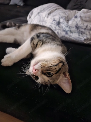 Liebevolles Zuhause für unseren kleinen Kater gesucht 