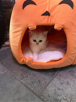 BKH Kitten mit Stammbaum!