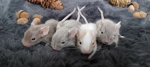 Niedliche Degu Kids in Sonderfarben:Lilac-Schecke,Sand suchen demnächt ihr First Class Hotel