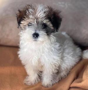 BELLA - zuckersüßes Hundekind (wartet in Rumänien) 