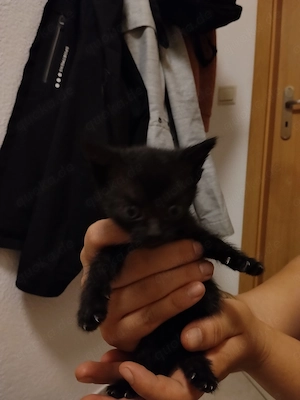 Katzenbabys zwei schwarze weiblich