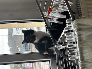 Balou&Krümel suchen neues Zuhause! 